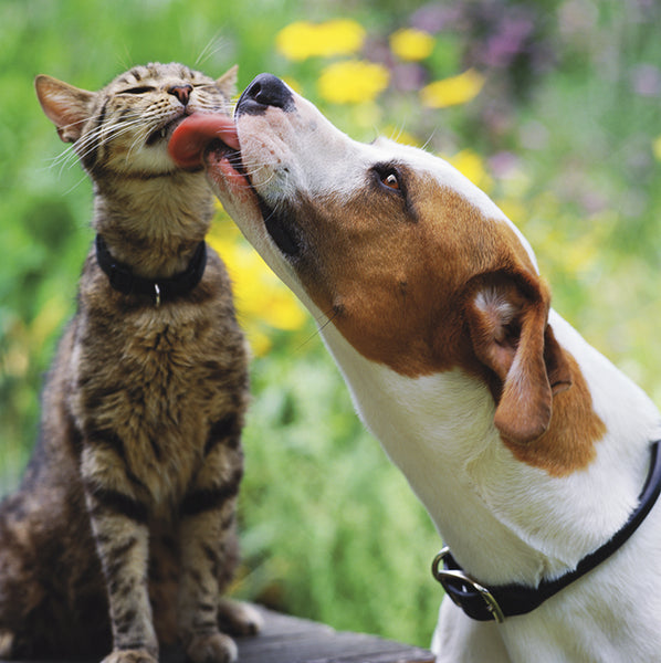 Dog Licking Cat -  greetings card