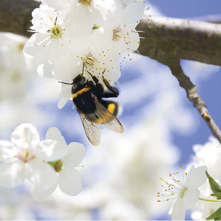 Honeybee -  greetings card