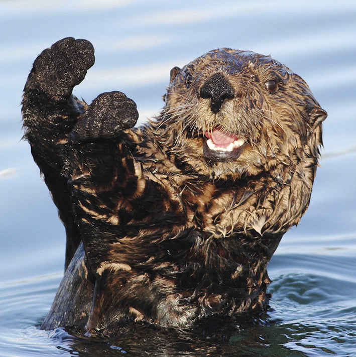 Otter -  greetings card