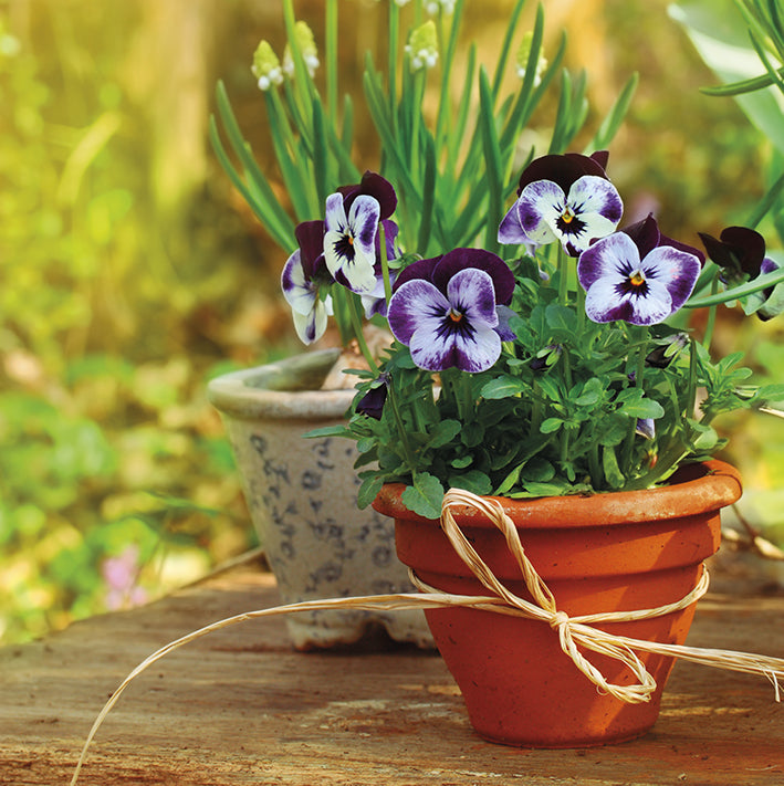 Pansy Pot -  greetings card