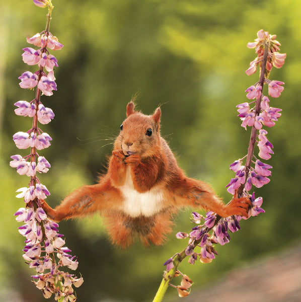 Squirrel-  greetings card