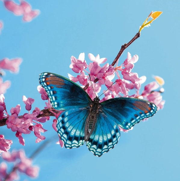 Butterfly on Blossom - greetings card