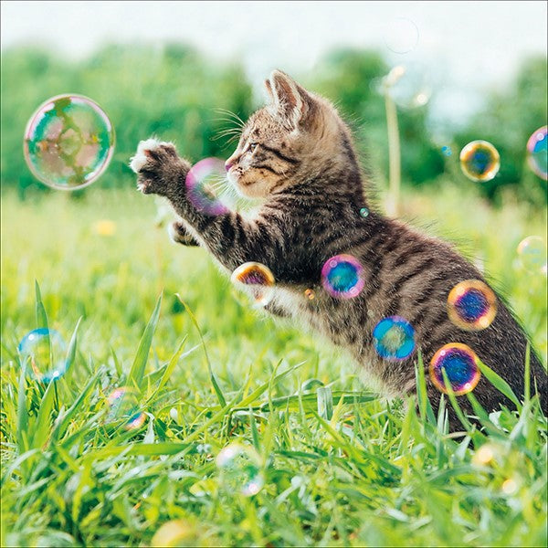 Cat and Bubbles - greetings card