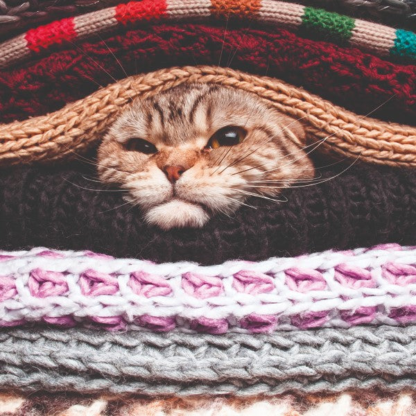 Cat in Blanket - greetings card