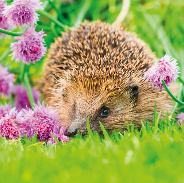 Hedgehog -  greetings card