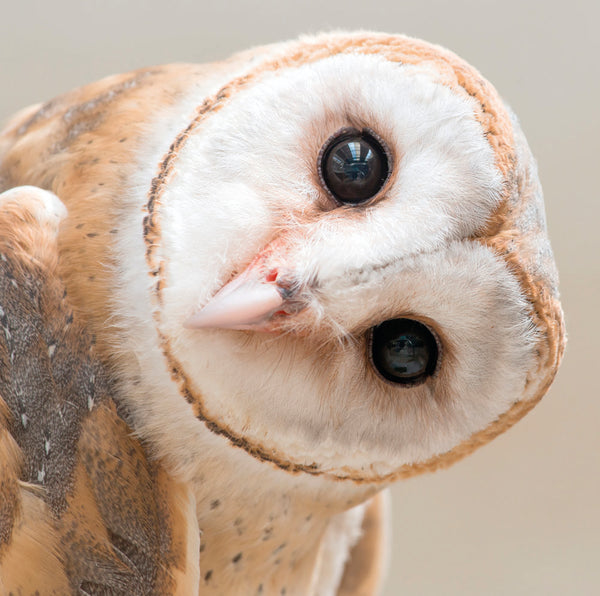 Owl -  greetings card